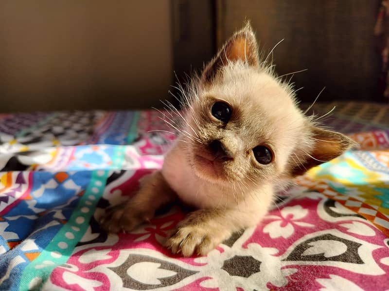 Siamese male kitten 1