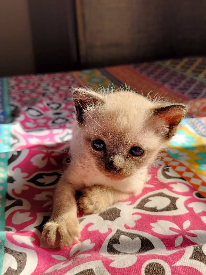 Siamese male kitten 2