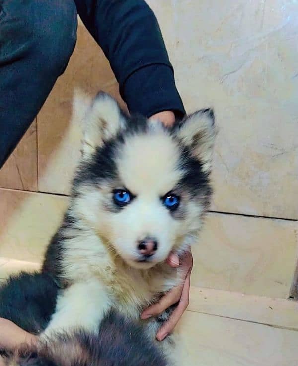 Siberian husky puppies 3