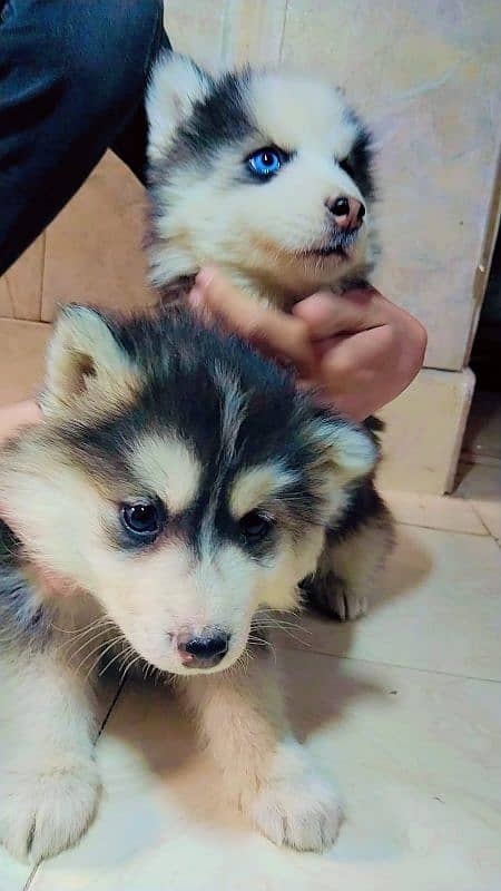 Siberian husky puppies 5