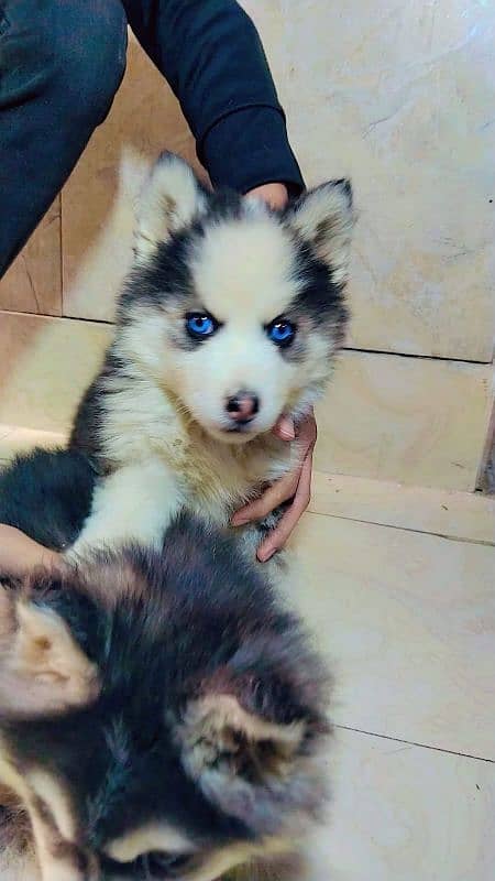 Siberian husky puppies 6