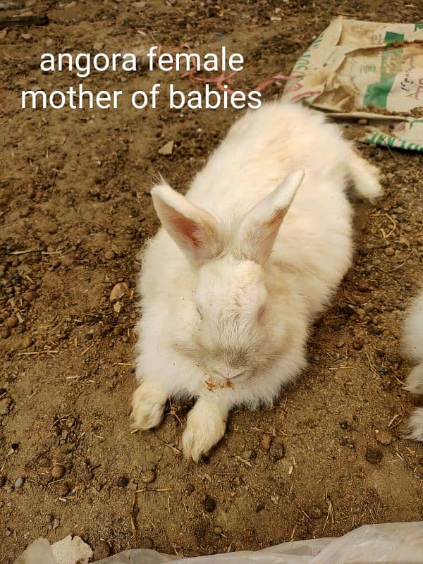 angora and califonia rabbits babies only 5 left 1