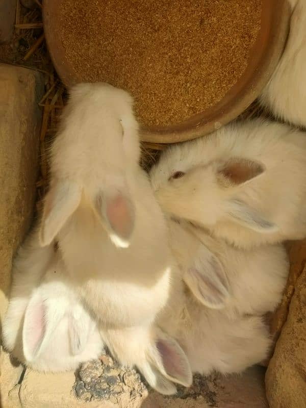 angora and califonia rabbits babies only 5 left 3