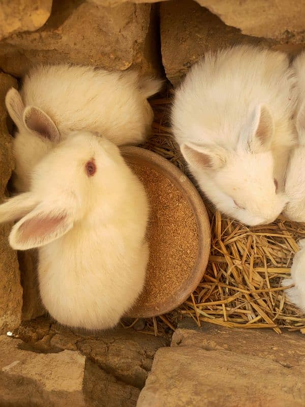 angora and califonia rabbits babies only 5 left 4