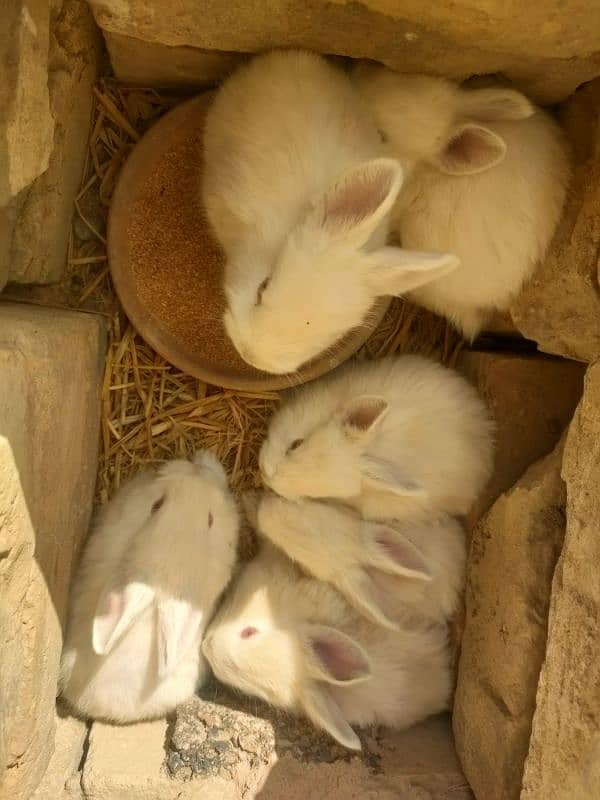 angora and califonia rabbits babies only 5 left 5