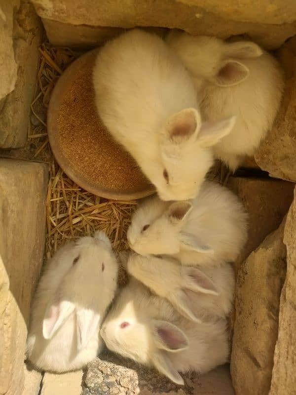 angora and califonia rabbits babies only 5 left 6