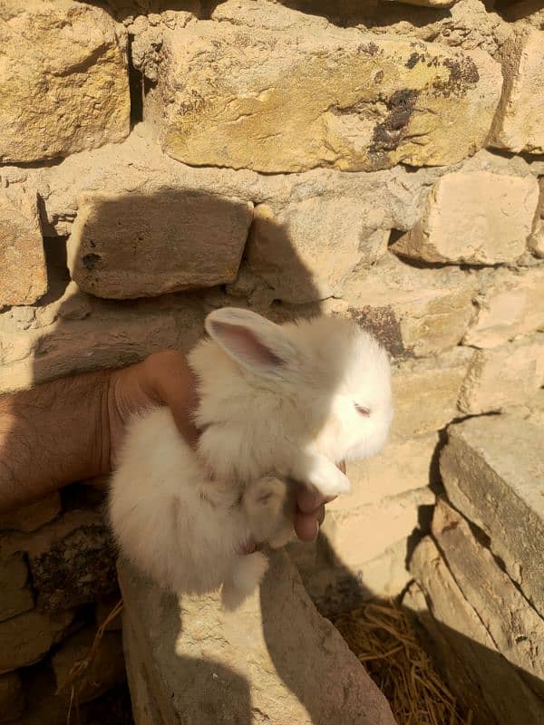 angora and califonia rabbits babies only 5 left 7