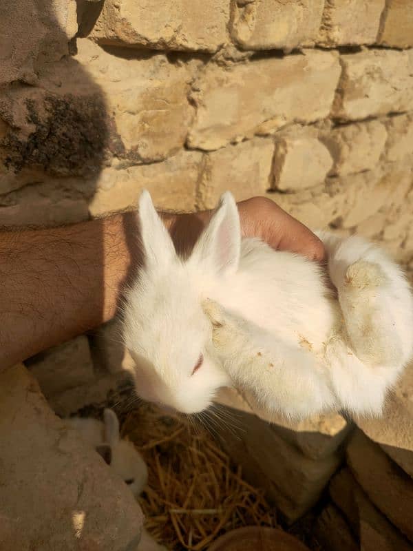 angora and califonia rabbits babies only 5 left 8