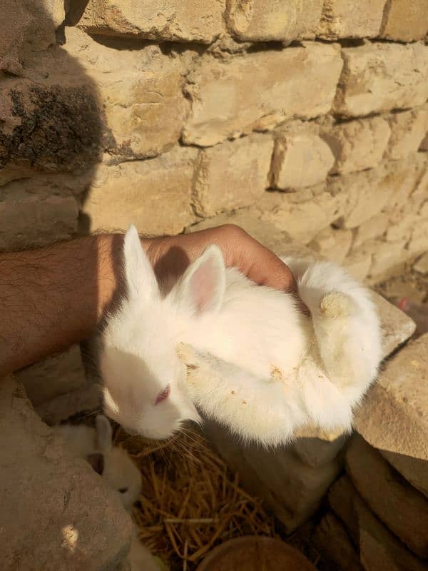 angora and califonia rabbits babies only 5 left 9