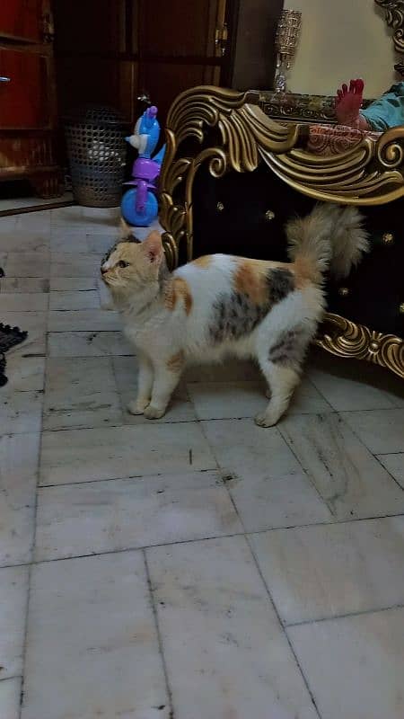 Persian cat for sale 1