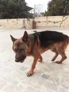 German shepherd for sale in Peshawar.