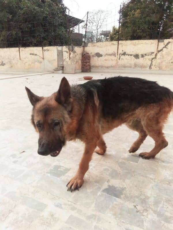 German shepherd for sale in Peshawar. 0