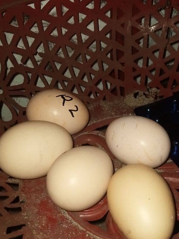 aseel amroha aseel saleta & egges for sale 1