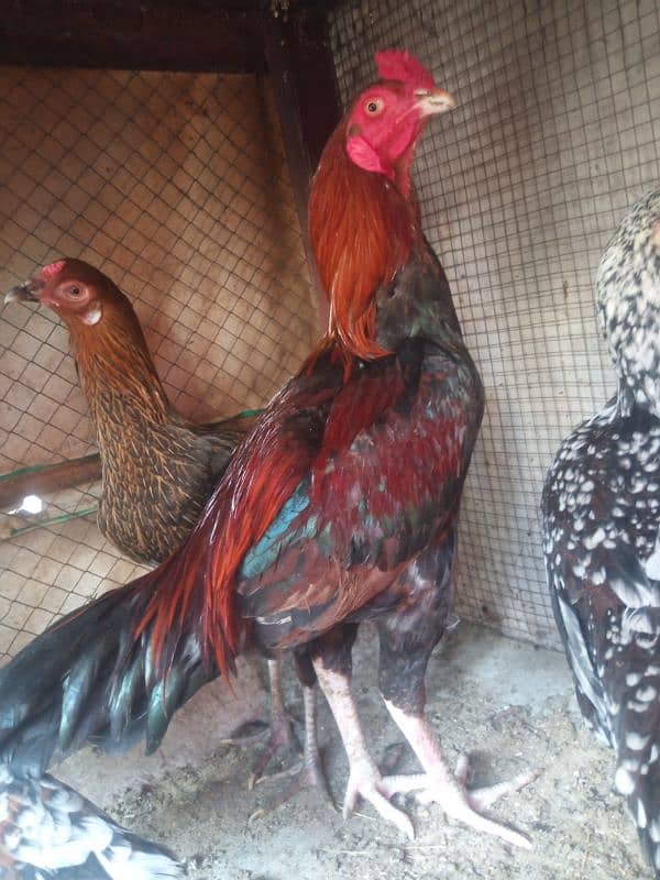 aseel amroha aseel saleta & egges for sale 3