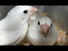 white Bengail finch ke 3 pair for sale