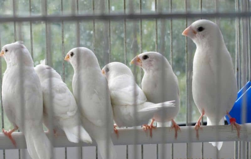 white Bengail finch ke 3 pair for sale 1