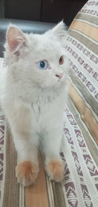 odd eyes Persian cat for sale 0