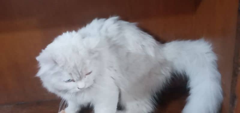 odd eyes Persian cat for sale 2