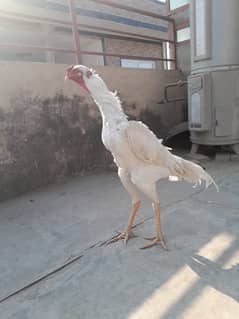 white o shamo Chicks Available