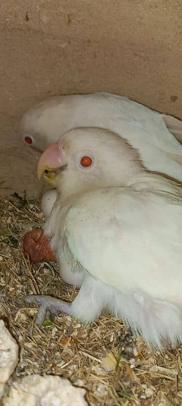 Top Quality pair Albino red eye breeder with chick 0