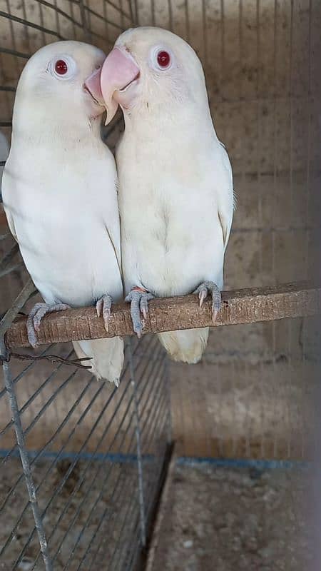 Top Quality pair Albino red eye breeder with chick 1