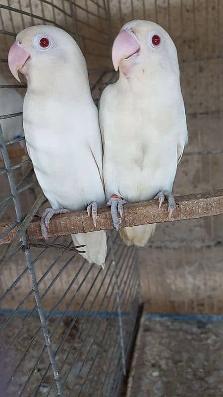 Top Quality pair Albino red eye breeder with chick 2