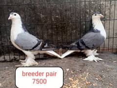 fancy pigeon | kabutar| Jacobin|  frillback saddle | amarican fantail|