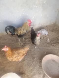 golden misri egg laying hens per pc