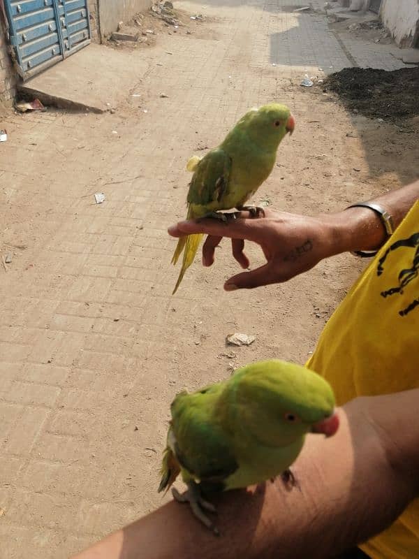 green parret for sale ha 0