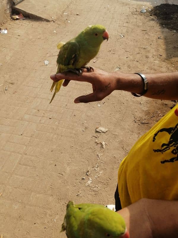 green parret for sale ha 2