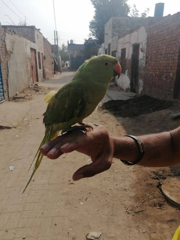 green parret for sale ha 4