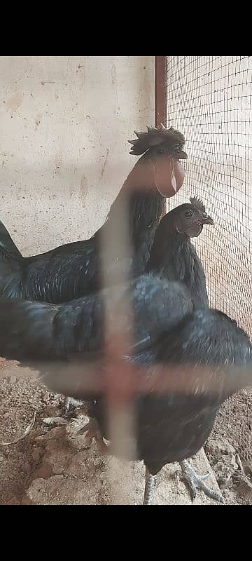 Desi/Golden misri/hen/Roster Ayam cemani grey toung 7