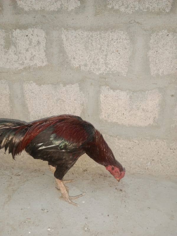 rooster 0