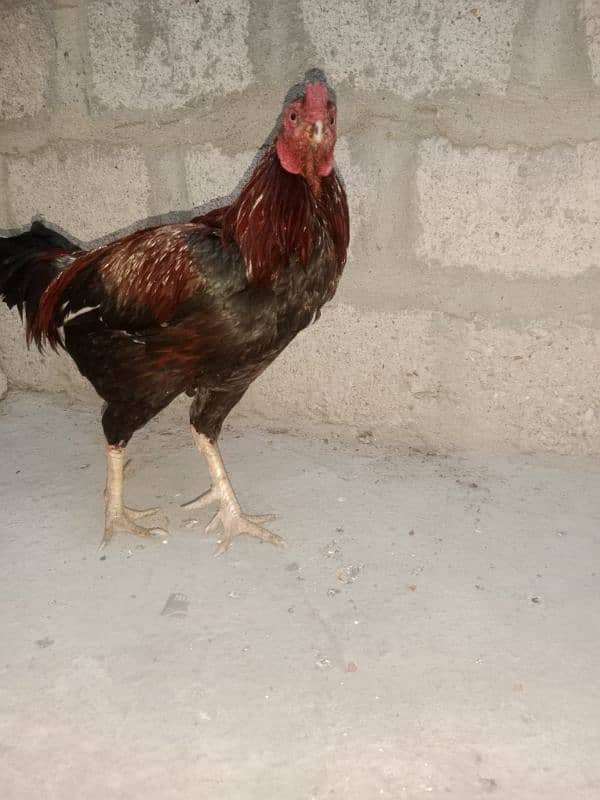 rooster 2