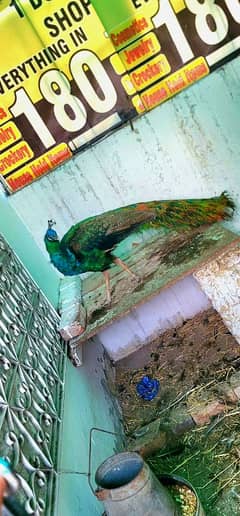 Peacock breeder pair