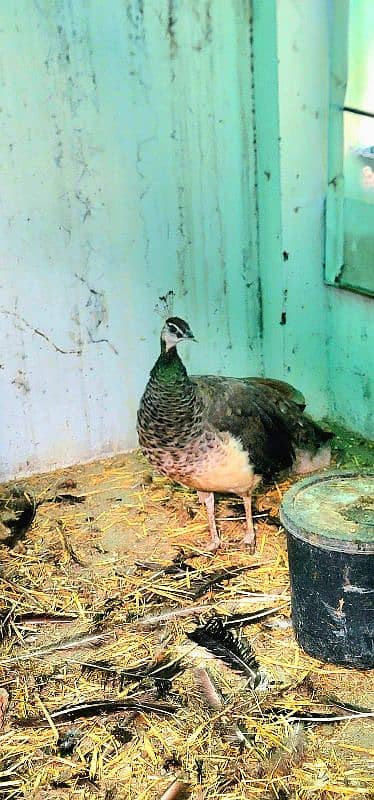 Peacock breeder pair 2