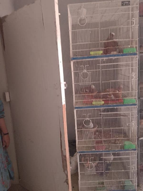 cages and pigeon for sale 0