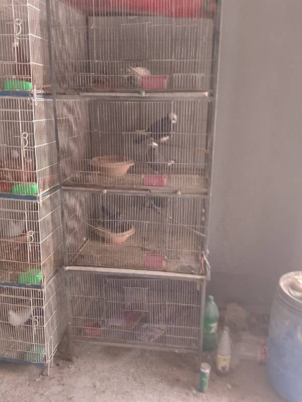 cages and pigeon for sale 1