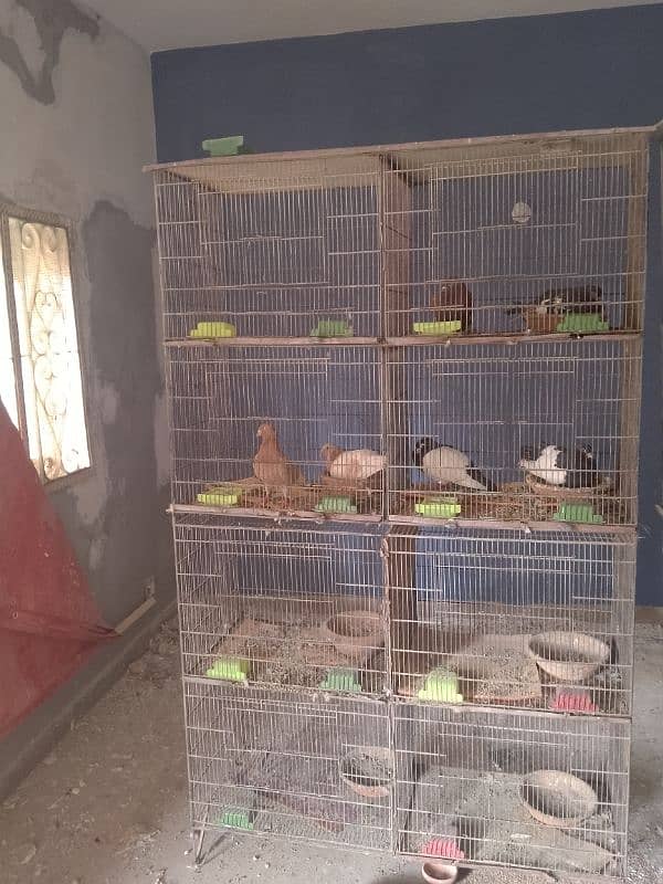 cages and pigeon for sale 2