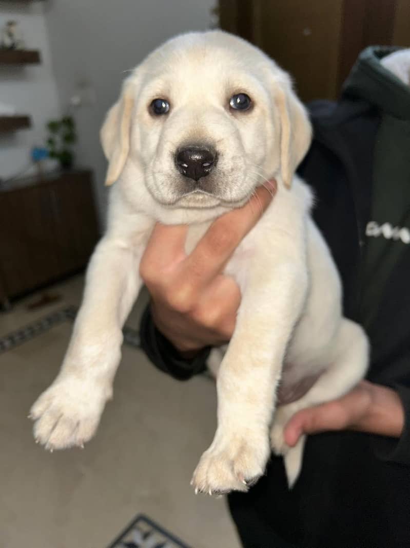 Labrador puppy male 0