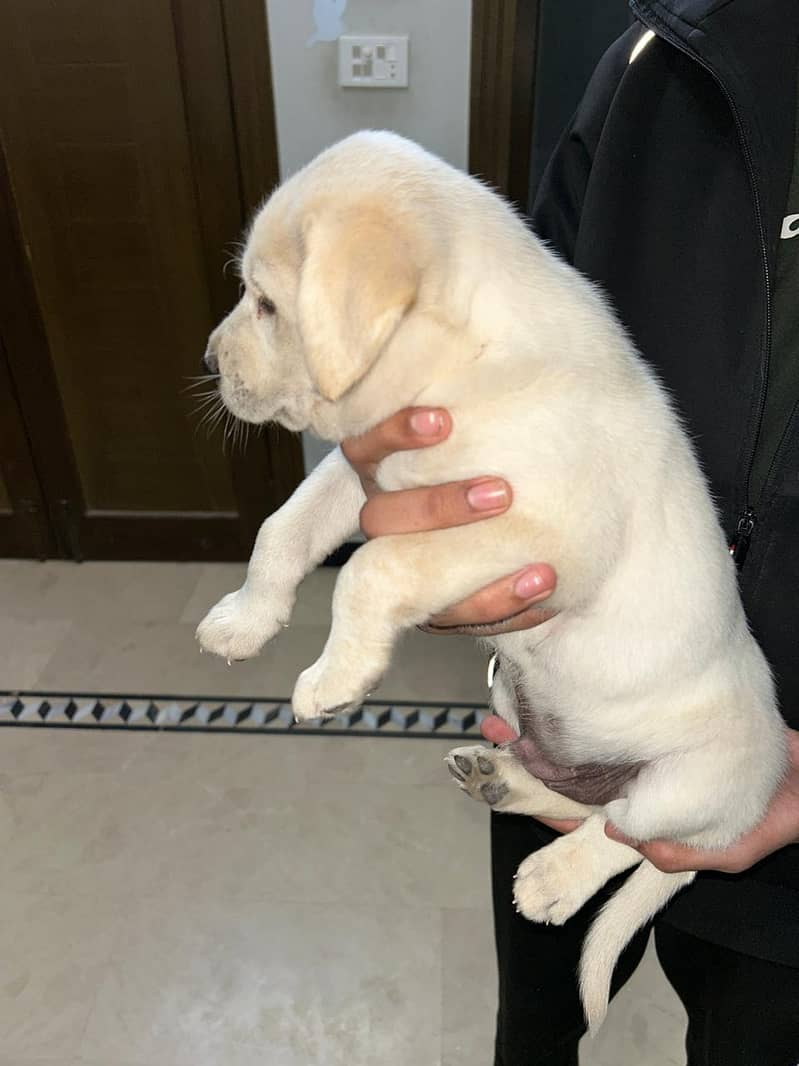 Labrador puppy male 1