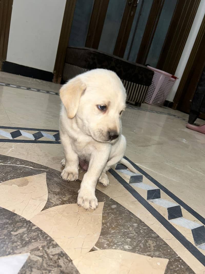 Labrador puppy male 2