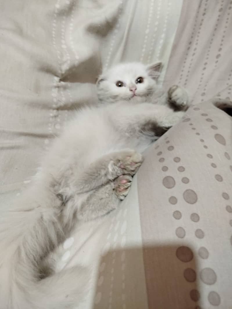 2 months persian cat FEMALE very noble tamed۔ 0