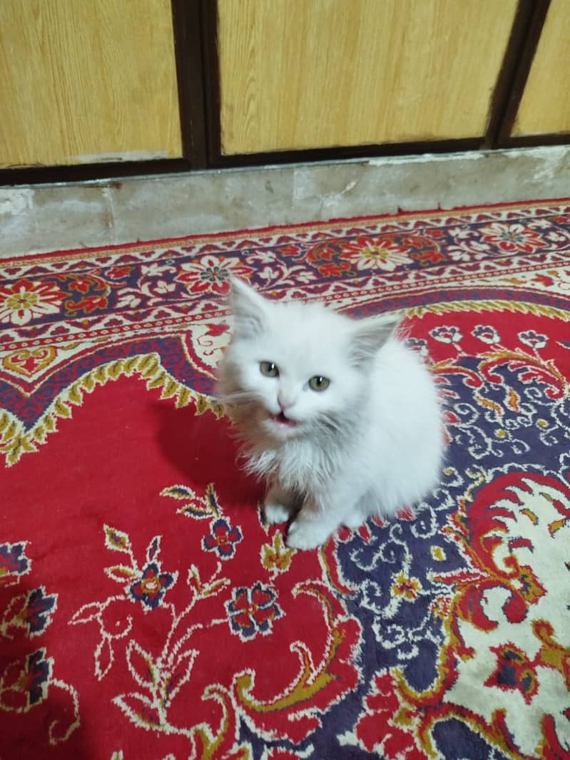 2 months persian cat FEMALE very noble tamed۔ 1