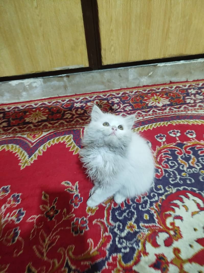 2 months persian cat FEMALE very noble tamed۔ 2