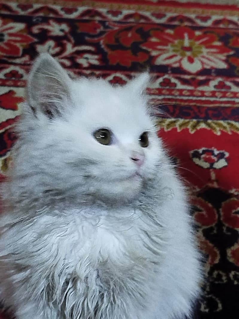 2 months persian cat FEMALE very noble tamed۔ 3