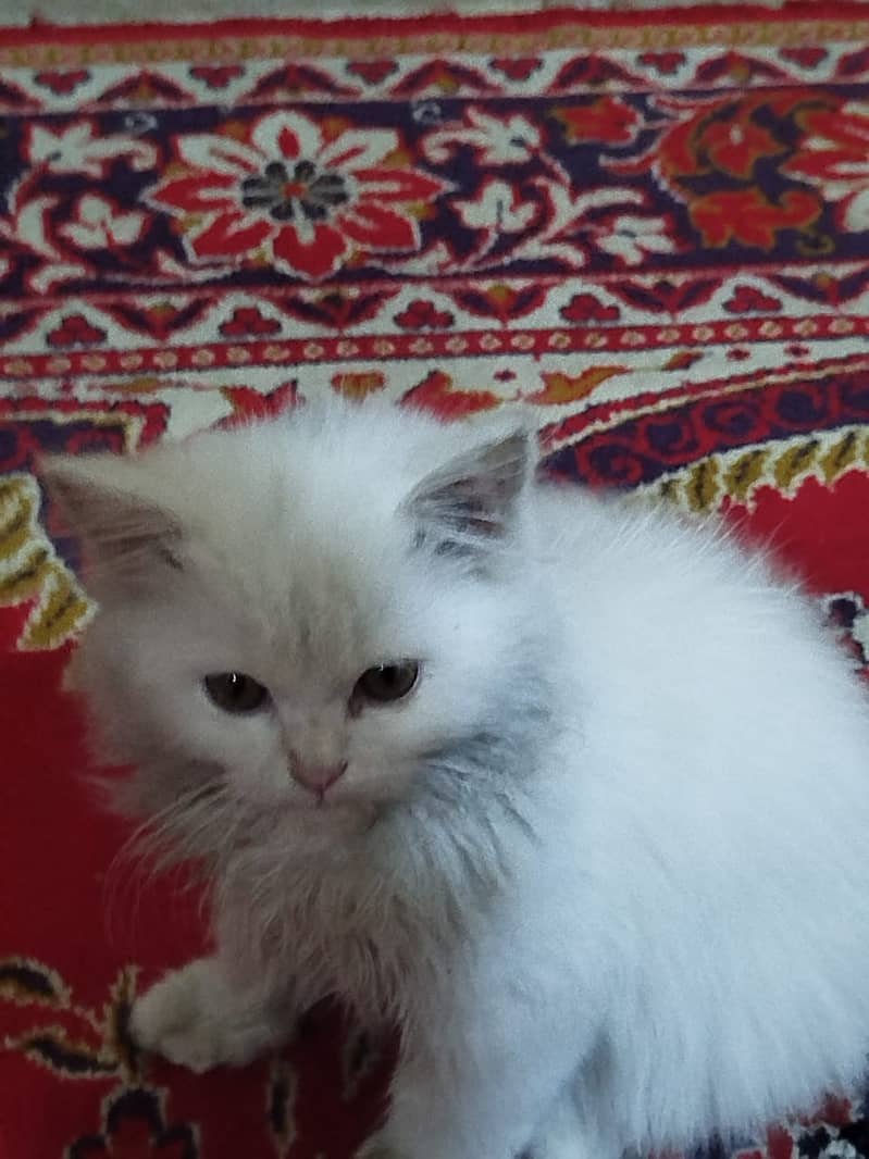 2 months persian cat FEMALE very noble tamed۔ 4