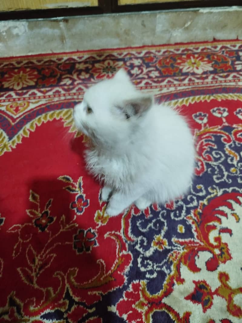 2 months persian cat FEMALE very noble tamed۔ 5