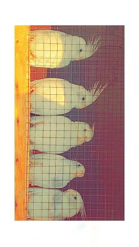 Cockateil Pair for sale with 8 to 10 laid eggs 0