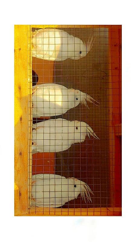 Cockateil Pair for sale with 8 to 10 laid eggs 3